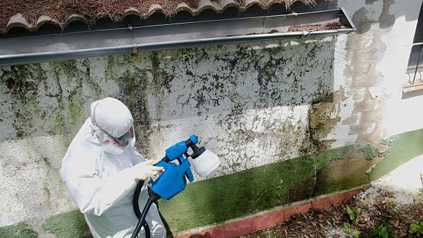 Top rated local Mold Testing specialists in Bentonville, VA
